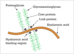 proteoglycan